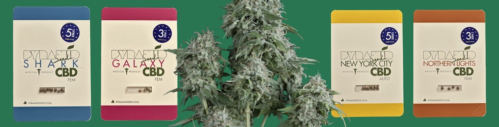 Top 10 variedades de CBD da Pyramid Seeds — sementes de alta qualidade com alto teor de canabidiol